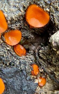 Cup fungus Photo: Cheryl Metcalf