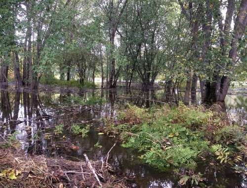 Floodplain forests