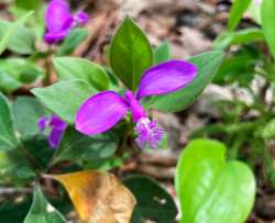 Fringed polygala Photo: Laurie Haines