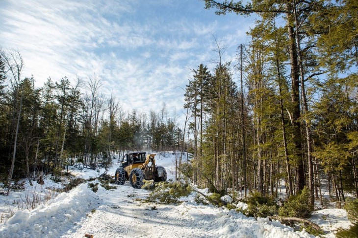 Forest logging