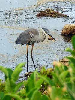 Great blue heron Photo: Sheri Larsen