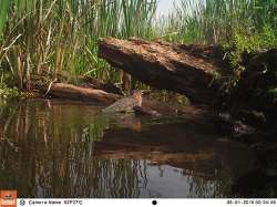 Green Day Photo: Northern Woodlands