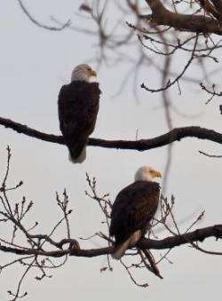 Handsome eagles Photo: Ross Lanius