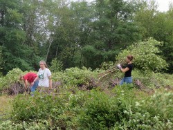 Woven Sculpture and Meadow Restoration Go Hand in Hand Photo: Greater Worcester Land Trust