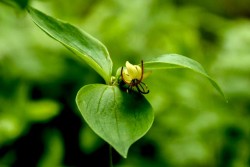 Indian Cucumber Photo: Sue Burns