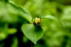 Indian Cucumber Photo: Sue Burns