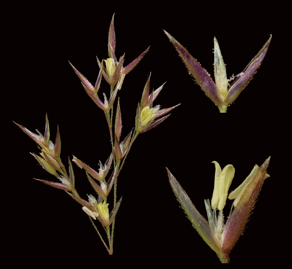 Photographer's Notebook: Grass Flowers, April to July, 2019