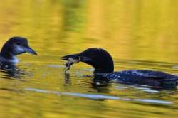 Loon Feeding Photo: Sue March