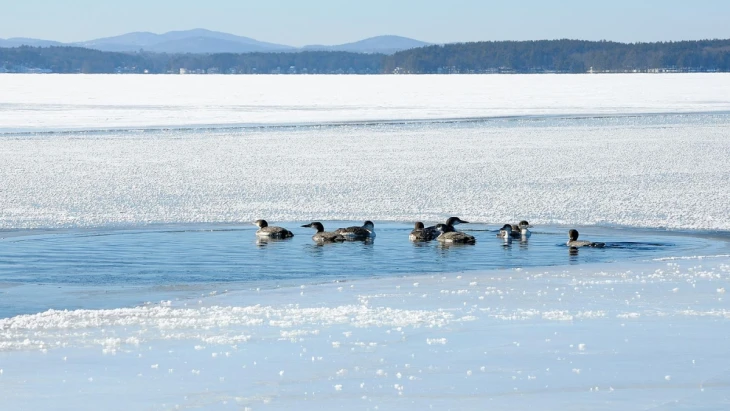 Loon rescue