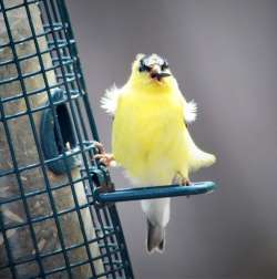 Goldfinch Photo: Ronald Maclean