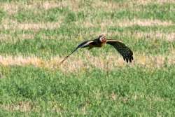 Northern harrier Photo: Yvonne Mehlenbacher