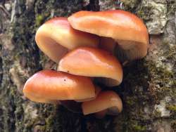 Mushrooms Photo: Jessica Mumford