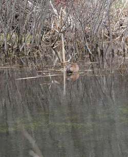 He’s Even Been in the Onion Patch Photo: Northern Woodlands