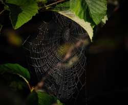 Orb spider Photo: Larry Litke