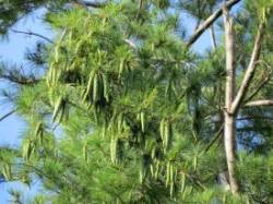 Pine trees Photo: Ben Haubrich