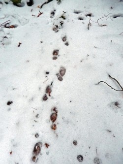 Porcupine Tracks Photo: Patricia Liddle