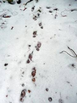 Porcupine Tracks Photo: Patricia Liddle
