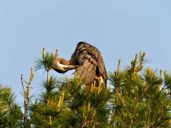 Preening Photo: Ross Lanius