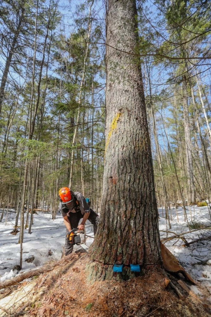 Harvesting Timber in the Adirondacks