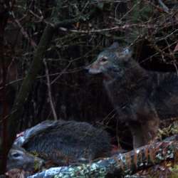 Successful coyote Photo: Amy Quist