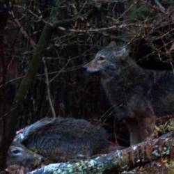 Successful coyote Photo: Amy Quist