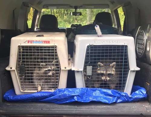 Raccoon release