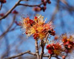 Red maple blossom Photo: Ross Lanius