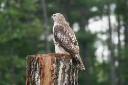 Red tailed hawk Photo: Al Robertson