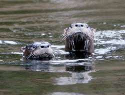 River otters Photo: Kirk Gentalen