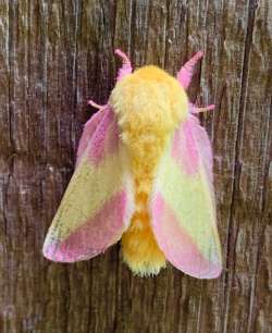 Maple moth Photo: Francesca Schmidt