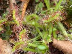 Sundew Photo: Jenna O’del