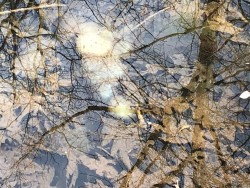Salamander Eggs Photo: Annette Fedorick