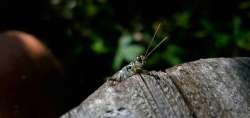 Grasshopper Photo: Galen Kilbride