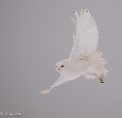 Snowy owl Photo: Larry Litke