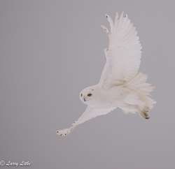 Snowy owl Photo: Larry Litke