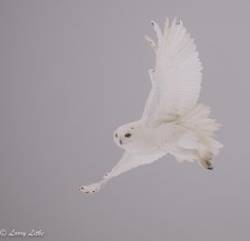 Snowy owl Photo: Larry Litke
