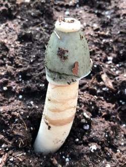 stinkhorn Photo: Bonita R. Choly