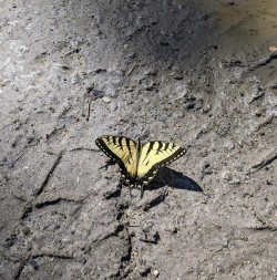 Tiger Swallowtail Butterfly Photo: Bill Dooley