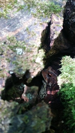 8_toad_in_stump.jpg