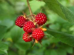 Wine berries Photo: Ross Lanius