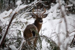 Winter deer Photo: Lonnie S. Jandreau