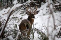 Winter deer Photo: Lonnie S. Jandreau
