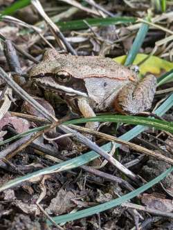 Wood frog Photo: Jeremy Withnell