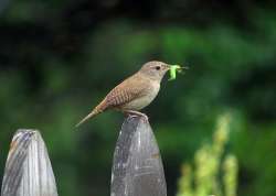 Wren mama Photo: Chantal Caron