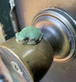 Frog doorknob Photo: George Briggs