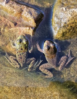Frog duo Photo: Tammis Coffin