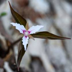 Painted trilliums Photo: Sandy Miklas Dannis