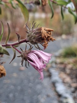 Curling aster Photo: Emily S. Rowe