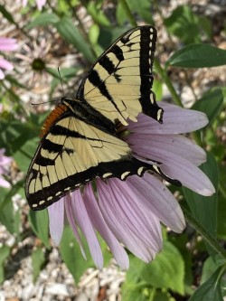 Swallowtail Photo: Nancy Farwell