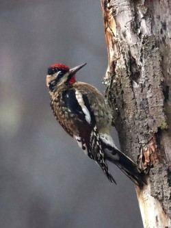 Sapsucker Photo: Charlie Schwarz